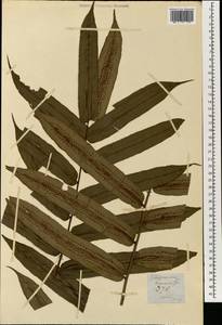 Cyathea moluccana R. Br. ex Desv., Зарубежная Азия (ASIA) (Малайзия)