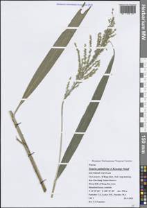 Setaria palmifolia (J.Koenig) Stapf, Зарубежная Азия (ASIA) (Вьетнам)