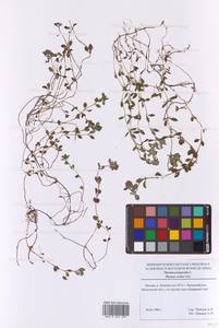 Тимьян блошиный, Чабрец блошиный L., Восточная Европа, Московская область и Москва (E4a) (Россия)