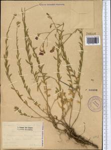 Convolvulus tschimganicus Popov & Vved., Средняя Азия и Казахстан, Западный Тянь-Шань и Каратау (M3)