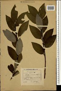 Salix caprea × caucasica, Кавказ, Грузия (K4) (Грузия)