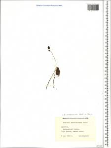 Мышиный гиацинт армянский H.J.Veitch, Кавказ, Армения (K5) (Армения)