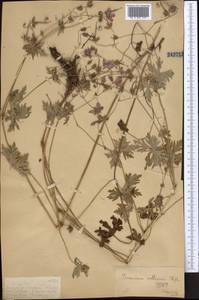 Герань холмовая Stephan ex Willd., Средняя Азия и Казахстан, Джунгарский Алатау и Тарбагатай (M5) (Казахстан)