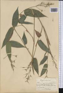 Olyra latifolia L., Америка (AMER) (Куба)