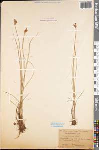 Осока ранняя Schreb., Восточная Европа, Северный район (E1) (Россия)