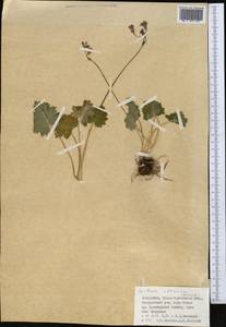 Primula matthioli subsp. altaica (Losinsk.) Kovt., Средняя Азия и Казахстан, Джунгарский Алатау и Тарбагатай (M5) (Казахстан)