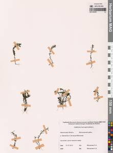 Болотник обоеполый L., Сибирь, Чукотка и Камчатка (S7) (Россия)