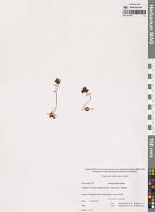 Жирянка лопатчатая Ledeb., Сибирь, Чукотка и Камчатка (S7) (Россия)