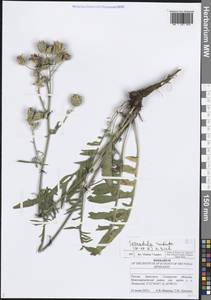 Klasea radiata subsp. radiata, Восточная Европа, Средневолжский район (E8) (Россия)