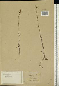 Камнеломка болотная L., Восточная Европа, Центральный лесостепной район (E6) (Россия)