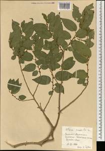Вяз приземистый, Вяз мелколистный L., Монголия (MONG) (Монголия)