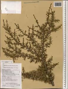 Cedrus libani var. brevifolia Hook. f., Зарубежная Азия (ASIA) (Кипр)
