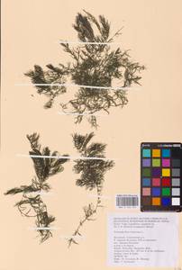 Роголистник погруженный L., Восточная Европа, Нижневолжский район (E9) (Россия)