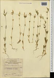 Dichodon perfoliatum (L.) Á. Löve & D. Löve, Кавказ, Азербайджан (K6) (Азербайджан)