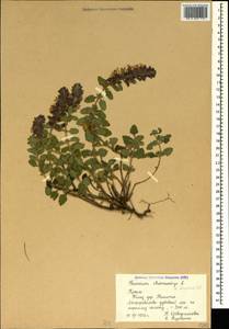 Дубровник обыкновенный L., Крым (KRYM) (Россия)