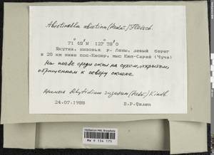 Abietinella abietina (Hedw.) M. Fleisch., Гербарий мохообразных, Мхи - Якутия (B19) (Россия)