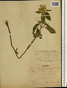 Пикульник красивый, Зябра Mill., Восточная Европа, Центральный лесной район (E5) (Россия)