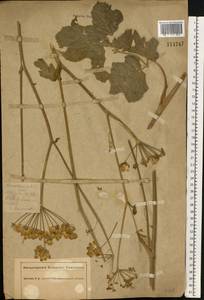 Heracleum sphondylium subsp. sibiricum (L.) Simonk., Восточная Европа, Южно-Украинский район (E12) (Украина)