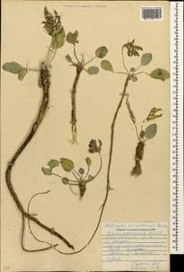 Astragalus supervisus (Kuntze) Sheld., Кавказ, Азербайджан (K6) (Азербайджан)