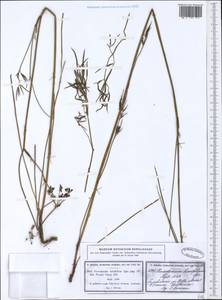 Thysselinum lancifolium (Hoffmanns. & Link) Calest., Западная Европа (EUR) (Португалия)