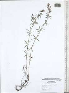 Подмаренник мягкий L., Восточная Европа, Центральный район (E4) (Россия)