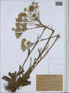 Tephroseris integrifolia subsp. integrifolia, Восточная Европа, Восточный район (E10) (Россия)