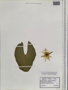 Кувшинка четырехгранная Georgi, Сибирь, Дальний Восток (S6) (Россия)