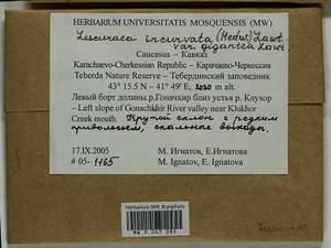 Lescuraea incurvata var. gigantea E. Lawton, Гербарий мохообразных, Мхи - Северный Кавказ и Предкавказье (B12) (Россия)