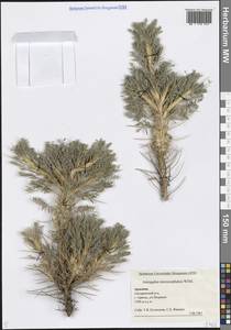 Астрагал мелкоголовый Willd., Кавказ, Армения (K5) (Армения)