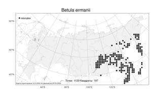 Betula ermanii, Береза Эрмана Cham., Атлас флоры России (FLORUS) (Россия)