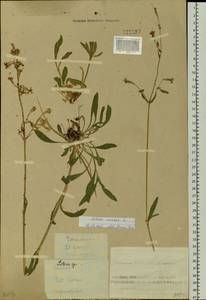 Смолевка поникшая L., Сибирь, Алтай и Саяны (S2) (Россия)