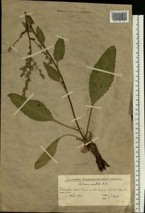 Коровяк Маршаллов Ivanina & Tzvelev, Восточная Европа, Нижневолжский район (E9) (Россия)