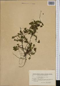 Veronica saturejoides subsp. kellereri (Degen & Urum.) M. Fisch., Западная Европа (EUR) (Болгария)