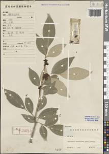 Glycosmis mauritiana (Lam.) Yu. Tanaka, Зарубежная Азия (ASIA) (КНР)