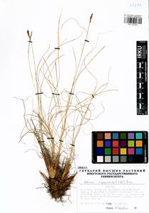 Carex myosuroides Vill., Сибирь, Прибайкалье и Забайкалье (S4) (Россия)