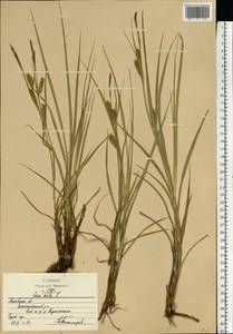 Осока мохнатая, Осока коротковолосистая L., Восточная Европа, Московская область и Москва (E4a) (Россия)