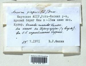Aneura pinguis (L.) Dumort., Гербарий мохообразных, Мхи - Якутия (B19) (Россия)