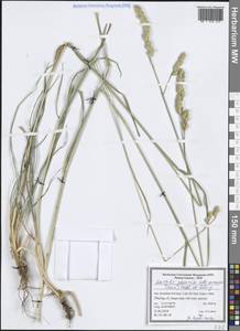 Dactylis glomerata subsp. woronowii (Ovcz.) Stebbins & D.Zohary, Зарубежная Азия (ASIA) (Иран)