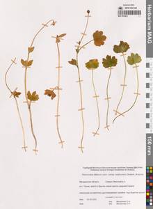 Лютик алтайский Laxm., Сибирь, Чукотка и Камчатка (S7) (Россия)