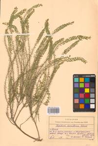 Клоповник густоцветковый Schrad., Восточная Европа, Западный район (E3) (Россия)