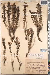 Змееголовник кустарничковый Steph. ex Willd., Сибирь, Прибайкалье и Забайкалье (S4) (Россия)