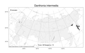 Danthonia intermedia, Дантония промежуточная Vasey, Атлас флоры России (FLORUS) (Россия)