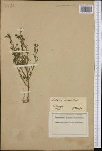Chaenorhinum minus subsp. minus, Западная Европа (EUR) (Германия)