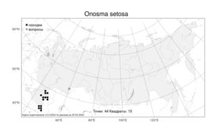 Onosma setosa, Оносма щетинистая Ledeb., Атлас флоры России (FLORUS) (Россия)