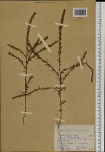 Солянка холмовая Pall., Сибирь, Западный (Казахстанский) Алтай (S2a) (Казахстан)