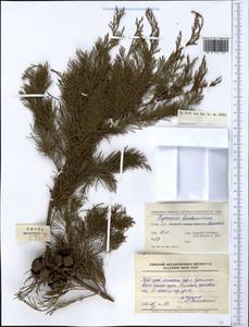 Cupressus duclouxiana Hickel, Зарубежная Азия (ASIA) (КНР)