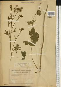 Пастернак посевной L., Восточная Европа, Центральный район (E4) (Россия)