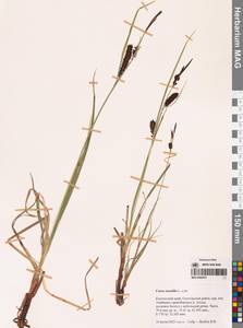 Осока каменная, Осока наскальная L., Сибирь, Чукотка и Камчатка (S7) (Россия)