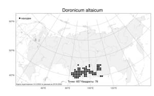 Doronicum altaicum, Дороникум алтайский Pall., Атлас флоры России (FLORUS) (Россия)