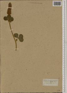 Trifolium sylvaticum Gerard, Западная Европа (EUR) (Испания)